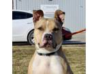 Adopt Storm a Pit Bull Terrier