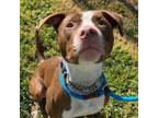 Adopt Flash a Pit Bull Terrier