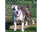 Adopt Brutus a Pit Bull Terrier