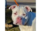 Adopt Pinecone a Pit Bull Terrier