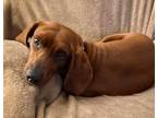Adopt Finch a Coonhound, Mixed Breed