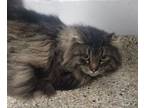 Adopt Portland a Domestic Long Hair, Maine Coon