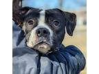 Adopt Tuk Tuk a Pit Bull Terrier