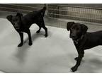 Adopt Billy a Labrador Retriever, Mixed Breed