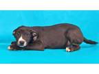 Adopt Canon a American Staffordshire Terrier, Basset Hound