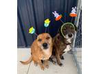 Adopt Rusty a Mixed Breed