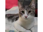 Adopt Kronk a Domestic Short Hair