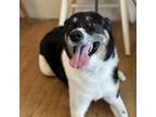 Adopt Oliver **Off-Site Foster Home** a Mixed Breed