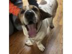 Adopt Gideon a Basset Hound, Shar-Pei