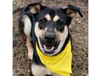 Adopt Brody a Shepherd, Labrador Retriever