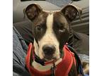 Adopt Frankfort a Pit Bull Terrier