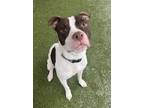 Adopt Razor a Pit Bull Terrier, Mixed Breed