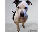 Adopt Cadbury a Pit Bull Terrier