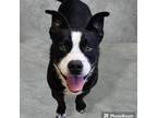 Adopt Bunny a Pit Bull Terrier