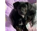 Adopt WOOSTER a Black Labrador Retriever