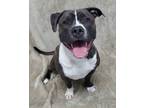 Adopt Milo - IN FOSTER a American Staffordshire Terrier, Mixed Breed