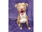 Adopt Henny a Pit Bull Terrier