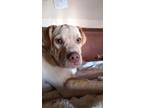 Adopt George Jetson - Fostered in Omaha a Labrador Retriever, Pit Bull Terrier