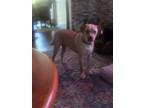 Adopt George Jetson - Fostered in Omaha a Labrador Retriever, Pit Bull Terrier