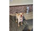 Adopt George Jetson - Fostered in Omaha a Labrador Retriever, Pit Bull Terrier