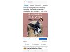 Adopt Elvis a Husky, American Staffordshire Terrier