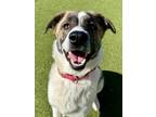 Adopt Forest a Mixed Breed