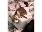 Adopt Henry *Courtesy Post a Domestic Short Hair