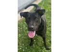 Adopt Chase (HW-) a Labrador Retriever, Mixed Breed