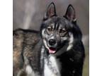 Adopt Hank a Norwegian Elkhound