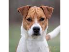 Adopt Mars a Jack Russell Terrier, Mixed Breed