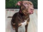 Adopt Henry a Pit Bull Terrier