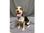 Adopt Coon a Bluetick Coonhound, Beagle