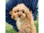 Cavapoo Puppy for sale in Rolla, MO, USA