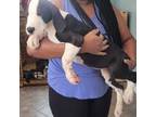 Great Dane Puppy for sale in Cutler Bay, FL, USA