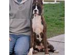 Boxer Puppy for sale in Forest City, IA, USA