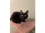 Adopt Ash a Domestic Short Hair