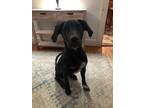Adopt Flynn - Come Meet Me a Labrador Retriever, Mixed Breed