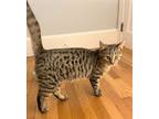 Adopt Kali a Bengal, Domestic Short Hair