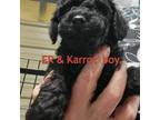 Poodle (Toy) Puppy for sale in Mansfield, TX, USA