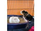 Adopt Puppycat & Nugget (Bonded Pair) a Guinea Pig