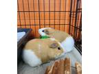 Adopt Cutie & Patootie (Bonded Pair) a Guinea Pig