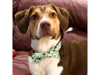 Adopt Tucker-Available (Courtesy Post) contact lharinfo@gmail.com a Beagle