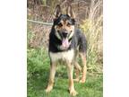 Adopt Captain Iceburg (Tazz) a German Shepherd Dog, Mixed Breed