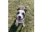 Adopt Reed a Pit Bull Terrier