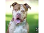 Adopt Tetrus a Pit Bull Terrier, American Staffordshire Terrier