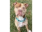 Adopt Tetrus a Pit Bull Terrier, American Staffordshire Terrier