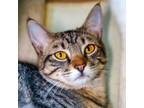 Adopt Fred Astaire a Domestic Short Hair