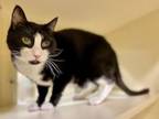 Adopt Patches a Domestic Short Hair