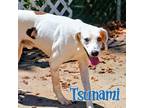 Adopt TSUNAMI a White - with Brown or Chocolate Treeing Walker Coonhound / Mixed