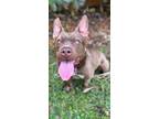 Adopt PERSEPHONE a Brown/Chocolate American Staffordshire Terrier / Mixed dog in